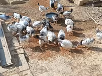 Chickens — foto 4