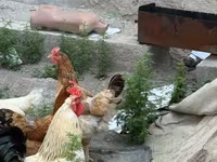 Chickens — تصویر 4