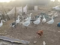 Geese — Foto 2