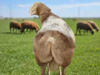 قوچ, Tian-Shan semifinewool sheep — عکس 1