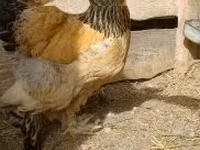 Brahma — photo 7