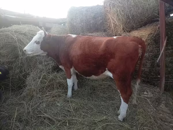 گاو ماده, هرفورد