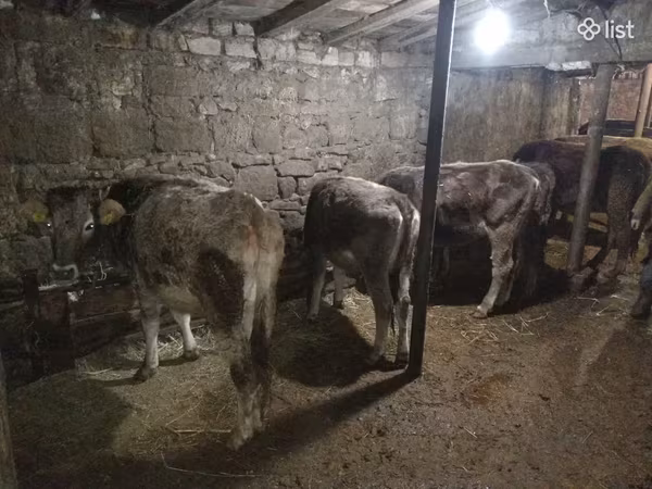 Bull, Cattle — Armenia