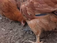 Chickens — Foto 3