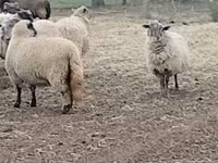 میش, Merino sheep — عکس 1
