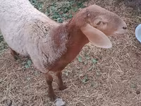 قوچ, گوسفند — عکس 2