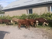 Toro, Bovini — foto 6