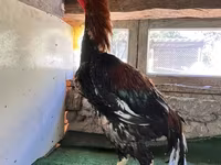 Chickens — 照片 1