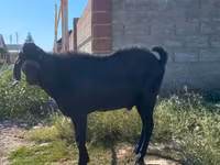 Kozioł, Nubian Goat — zdjęcie 2