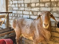 Ovan, Edilbay sheep — fotografija 8