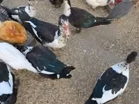 Ducks — foto 1