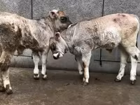 วัวตัวผู้, วัว — รูปภาพ 4
