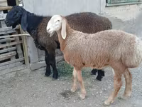 Bélier, Arashan sheep — photo 3