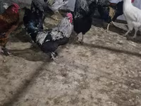 Turkeys — foto 4