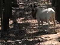 Beran, Cameroon sheep — foto 1