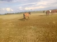 Klisna, Horse breed — foto 1