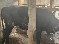 Býk, Latvian Blue cattle — foto 5