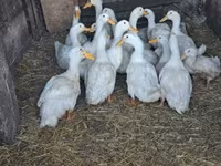 Ducks — புகைப்படம் 2
