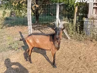 Bak, Alpine goat — 4. fotó