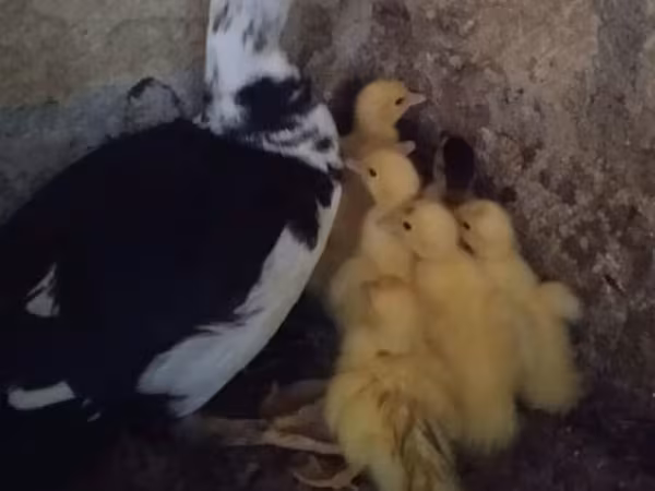 Ducks