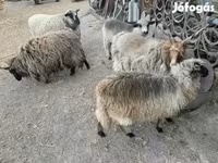 በግ, Sheep — ፎቶ 4