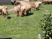 Oaie, Arashan sheep — foto 2