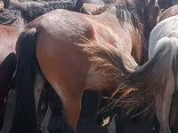 مادیان, Horse breed — عکس 6