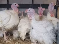 Geese — عکس 2