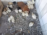 Chickens — تصویر 7