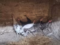 Turkeys — fotografija 2