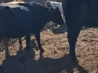 Mucca, Bovini — foto 1