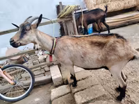 بز ماده, بز — عکس 1