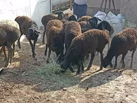 Ovce (šarže, pohlaví neuvedeno), Tajik sheep — foto 5