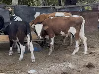 گاو نر, Simmental cattle — عکس 1