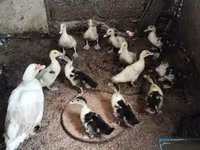 rață domestică Muscovy — foto 5