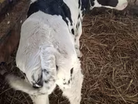 Býk, Russian Black pied cattle — foto 3