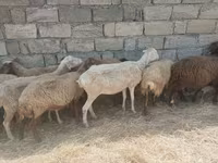 Biri-biri (lot, jantina tidak dinyatakan), Sheep — foto 6