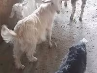 بز ماده, Saanen goat — عکس 2