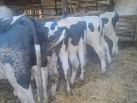 Krava, Russian Black pied cattle — foto 2