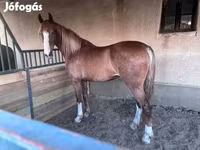 Klisna, Dutch warmblood horse — foto 2