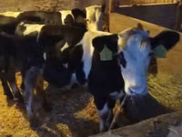 گاو نر, Simmental cattle — عکس 2
