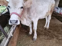 Mucca, Simmental cattle — foto 3