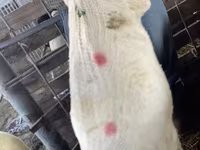 Qoyun, Krasnoyarsk sheep — foto 5