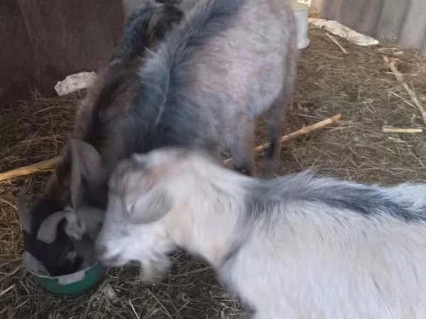 Goat, Goats — Moldova