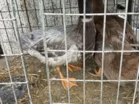 Ducks — รูปภาพ 7