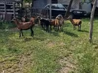 قوچ, Cameroon sheep — عکس 8