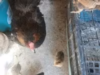 Chickens — sawirka 7