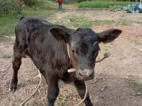 Býk, Swiss cattle — foto 5