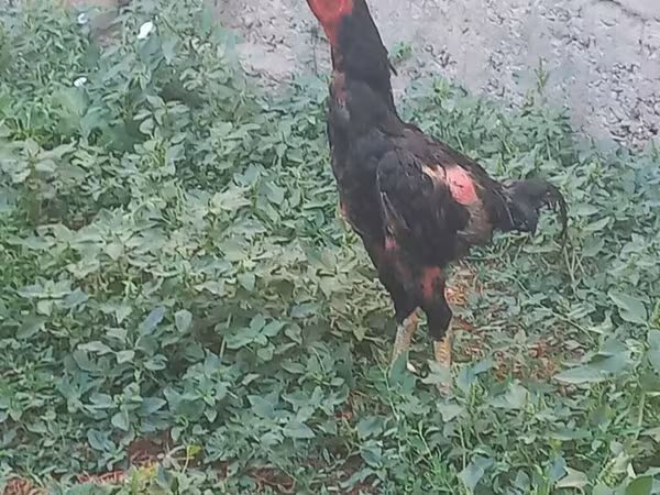 Chickens