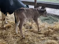 Ko, Holstein-race — foto 4